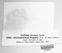 Drepanopeziza populi image